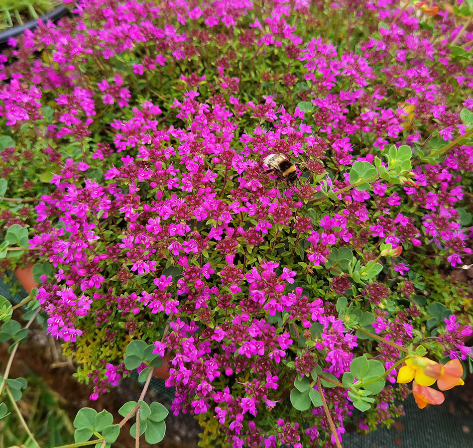 Thymus serpyllum 'Red Carpet'